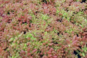 Sedum album 'Coral Carpet' - Varjúháj csp 9x9