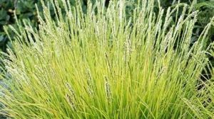 Sesleria autumnalis Nyúlfarkfű K1,5