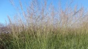 Sporobolus airoides 'JS Delicatesse' Alkali özönfű K1,5