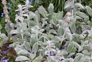 Stachys byzantina 'Silver Carpet' - Gyapjas tisztesfű, nyuszifül csp 9x9