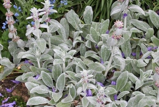 Stachys byzantina 'Silver Carpet' - Gyapjas tisztesfű, nyuszifül csp 9x9