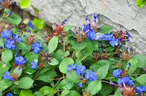 Ceratostigma plumbaginoides - Tarackoló kékgyökér csp 9x9