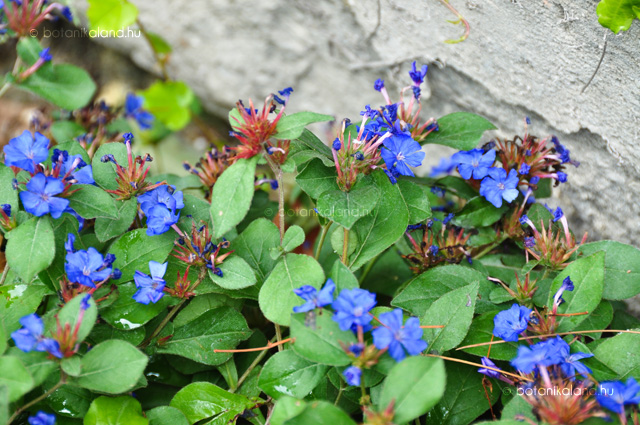 Ceratostigma plumbaginoides - Tarackoló kékgyökér csp 9x9