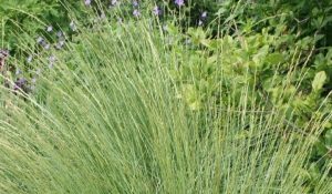 Festuca mariei Atlasz csenkesz 9x9