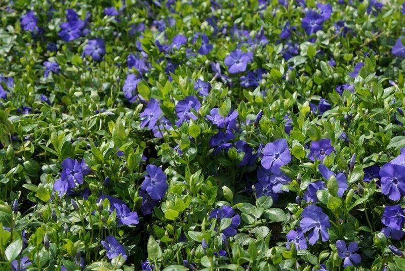 Vinca major - Kis meténg csp 9x9