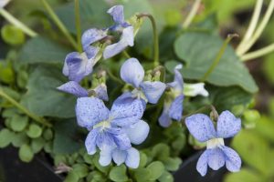 Viola sororia 'Dark Freckles' – Csíkos ibolya csp 9x9