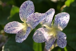 Viola sororia 'Freckles' - Csíkos ibolya, pillangós ibolya csp 9x9