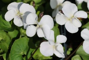 Viola sororia 'Albiflora' – Csíkos ibolya csp 9x9