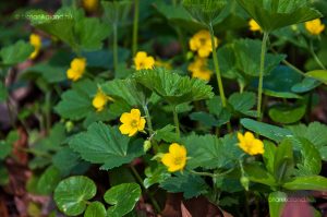 Waldsteinia geoides - Erdei Berkipimpó csp 9x9