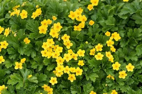 Waldsteinia ternata - Indás Berkipimpó csp 9x9