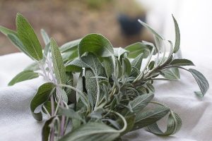 Zsálya variációk- Salvia var. csp D14
