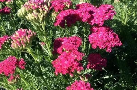 Achillea millefolium 'Saucy Seduction' – Közönséges cickafark D14