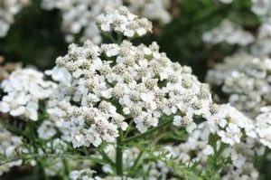 Achillea millefolium 'New Vintage White'– Közönséges cickafark D14