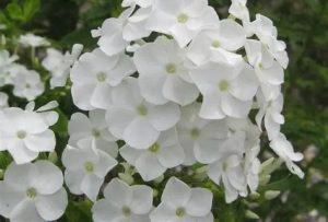 Phlox douglasii 'White Admiral' fehér - Törpe lángvirág csp 9x9