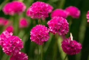 Armeria 'Armada Rose' – Tengerparti pázsitszegfű csp 9x9