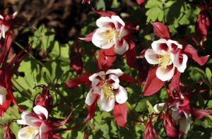 Aquilegia 'Red Hobbit' – Harangláb csp 9x9