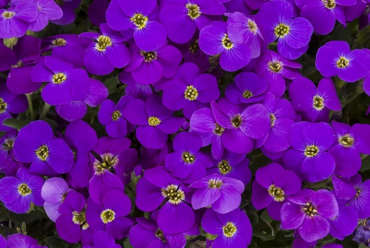Aubrieta gracilis 'Florado Pink' – Pázsitviola csp 9x9
