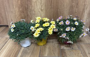 Argyranthemum frutescens var. - Margaréta bokor variációk csp D14
