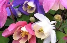 Aquilegia flabellata ‘Cameo mix’ - Japán harangláb csp 9x9