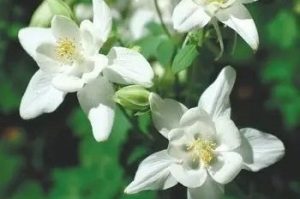 Aquilegia flabellata 'Cameo White' fehér- Japán harangláb csp 9x9