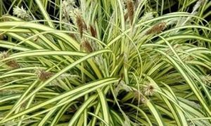 Carex oshimensis 'Evergold' sás K1,5