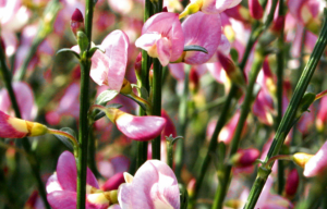 Cytisus scoparius 'Moyclare Pink' Zanót