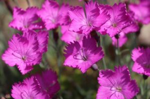 Dianthus gratianopolitanus 'Amarant' lilás rózsaszín - Pünkösdi szegfű csp 9x9