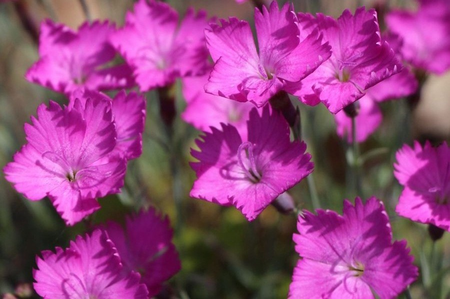 Dianthus gratianopolitanus 'Amarant' lilás rózsaszín - Pünkösdi szegfű csp 9x9