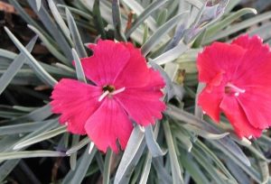Dianthus gratianopolitanus 'Badenia' - deres Pünkösdi szegfű csp 9x9