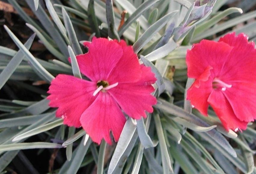 Dianthus gratianopolitanus 'Badenia' - deres Pünkösdi szegfű csp 9x9
