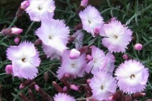 Dianthus gratianopolitanus 'Whatfield Wisp' – Pünkösdi szegfű csp 9x9