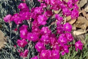 Dianthus gratianopolitanus 'Pink Jewel' – Pünkösdi szegfű csp 9x9