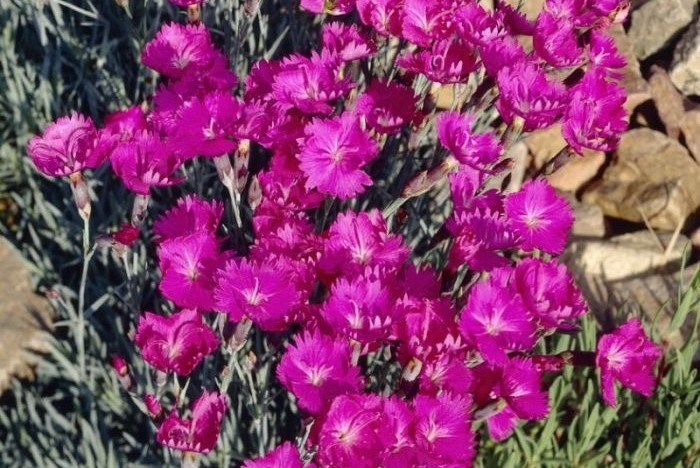 Dianthus gratianopolitanus 'Pink Jewel' – Pünkösdi szegfű csp 9x9