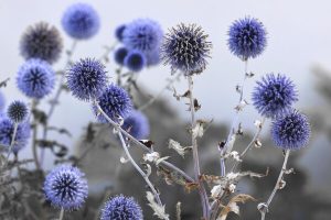 Echinops sphaerocephalus – Szamárkenyér D14