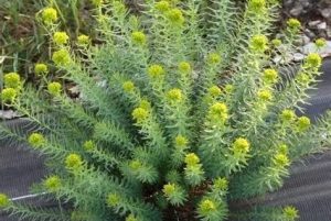 Euphorbia seguieriana subsp. niciciana - Pusztai kutyatej csp 9x9