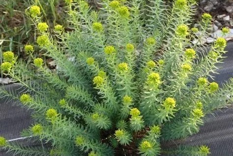 Euphorbia seguieriana subsp. niciciana - Pusztai kutyatej csp 9x9