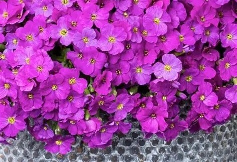 Aubrieta gracilis 'Florado Pink' – Pázsitviola csp 9x9