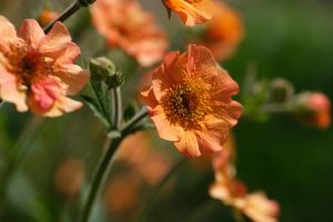 Geum 'Carlskaer' – Gyömbérgyökér D14