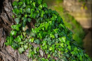 Hedera Helix – Borostyán D14