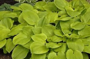 Hosta 'August Moon' - Árnyékliliom D14