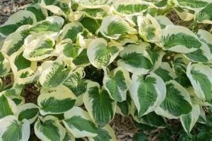 Hosta 'Brim Cup' - Árnyékliliom D14