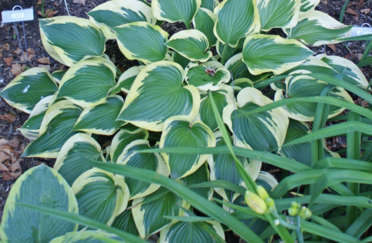 Hosta 'Broad Band' – Árnyékliliom D14