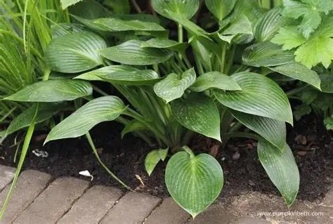Hosta 'Devon Green' - Árnyékliliom D14
