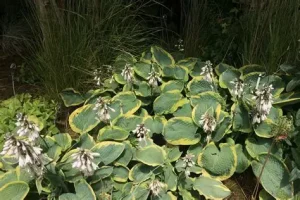 Hosta sieboldiana 'Frances Williams' - Árnyékliliom D14