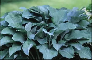 Hosta 'Krossa Regal' – Árnyékliliom D14