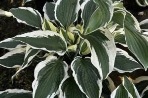 Hosta 'Patriot' - Árnyékliliom D14