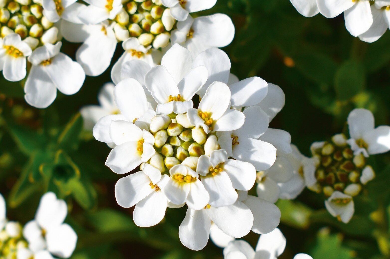 Iberis sempervirens 'Fischbeck' - Örökzöld tatárvirág csp 9x9