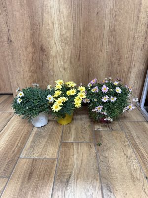 Argyranthemum frutescens var. - Margaréta bokor variációk csp D14