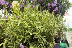 Lavandula stoechas - Francia Levendula csp D14