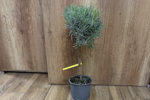 Levendula mini törzses - Lavandula Angustifolia csp D18